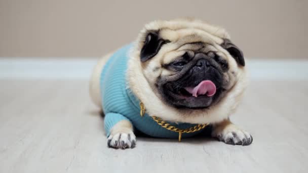 Cute zabawny pies mops noszenie w stroju mody ze złotym łańcuchem patrząc na aparat — Wideo stockowe