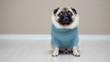 Moda kostümü giymiş, altın zincirli komik köpek kameraya bakıyor.