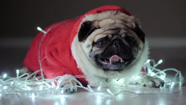 Lustige süße Mops Hund liegt in einem Knäuel Girlanden gekleidet in rotem Weihnachtspullover — Stockvideo