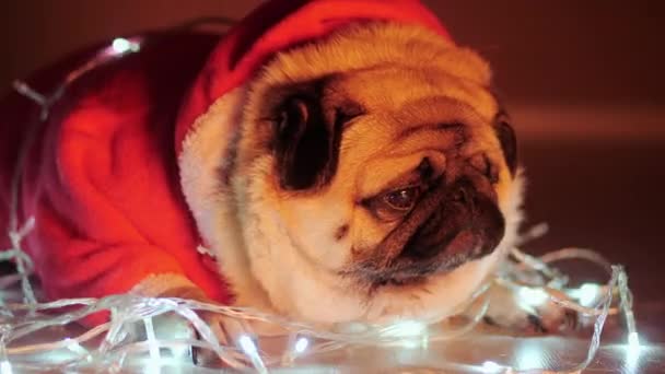Rolig söt pug hund ligger i en skev av körtel klädd i röd jul tröja — Stockvideo