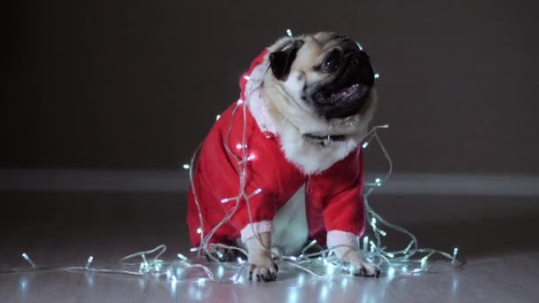 Rolig söt mops hund sitter i en skev av krans klädd i röd jul tröja — Stockvideo