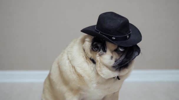 Lustiger Mops, der wie ein Cowboy posiert, mit Cowboyhut bekleidet, wie ein Sheriff — Stockvideo