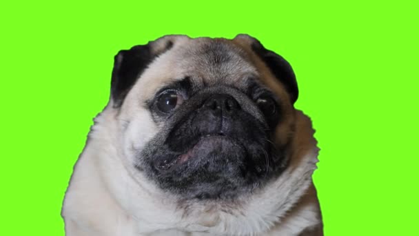 Cute pies mops patrząc na kamerę na zielonym ekranie. Klucz chromowy — Wideo stockowe