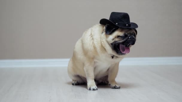 Chien chiot drôle posant comme un cow-boy, habillé en chapeau de cow-boy, comme sherif — Video