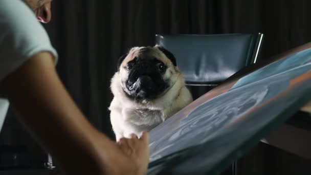 Överraskad mops hund poserar för konstnären, man målar en bild av en hund. — Stockvideo