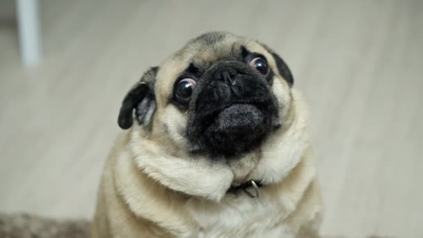 Close-up portrait of a pug dog, surprised, growling and indignant, looking at the camera — Stock Video