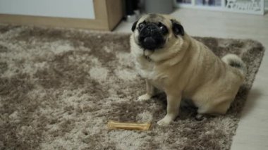 Köpeğin yakın plan portresi, hırıltı ve öfke dolu ve kameraya bakıyor.