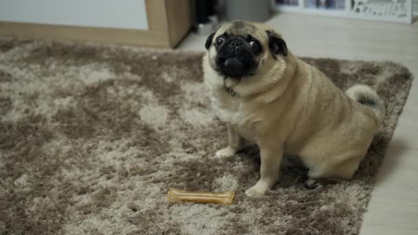 Close-up portrait of a pug dog, growling and indignant and looking at the camera — Stock Video