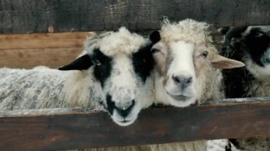 Üç komik koç çitin üzerinden kameraya bakar, koyunlar çiğner ve yemek için yalvarır, çiftlik hayvanları çiftliği