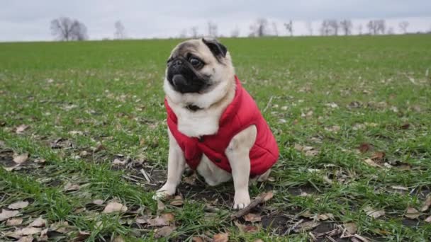 Pug cão sentado no campo de trigo verde vestido colete vermelho como agricultor — Vídeo de Stock