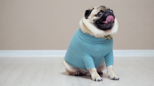 Snygg och moderiktig mops hund i blå tröja och med en guldkedja — Stockvideo