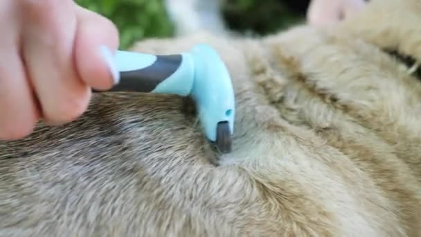 Zbliżenie czesanie psów futro i włosy, uwodzenie zwierząt — Wideo stockowe
