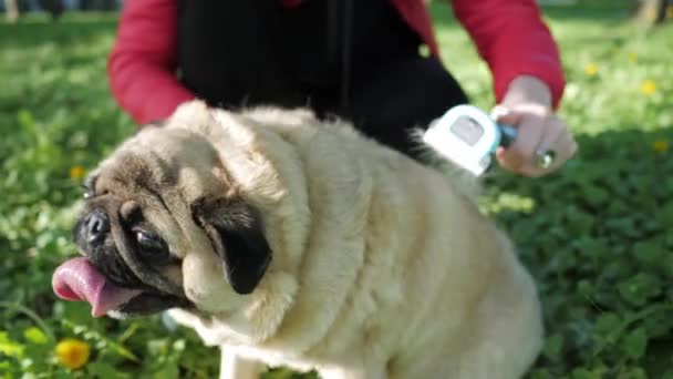 Närbild av kamning av hundar päls och hår, grooming av djur — Stockvideo