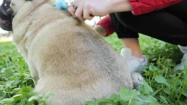 Närbild av kamning av hundar päls och hår, grooming av djur — Stockvideo