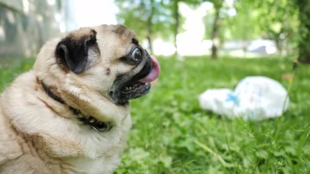 Parktaki köpek plastik çöplerle çevrili. Pug kirlilik konusunda heyecanlanır. Paket parktaki çimlerde yatıyor.. — Stok video