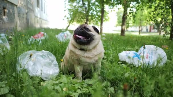 Hond in het park omringd door plastic afval. Pug raakt opgewonden over vervuiling. Pakket ligt in het gras in het park. — Stockvideo