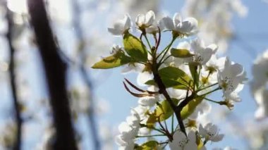 Bahar güneşi, bahçedeki beyaz çiçek açan ağaçların arasından parlıyor..