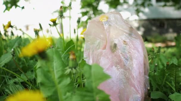 Plastik kirliliği kavramı. Parktaki çimlerde bir çiçeğin üzerindeki paket. — Stok video