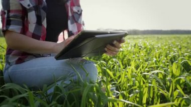 Yakın plan genç çiftçi buğday tarlasında dijital tablet kullanıyor. Bitki büyüme süreci kontrol ediliyor