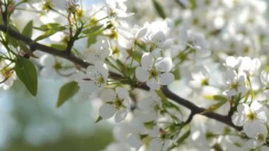 Bahar güneşi, bahçedeki beyaz çiçek açan ağaçların arasından parlıyor..
