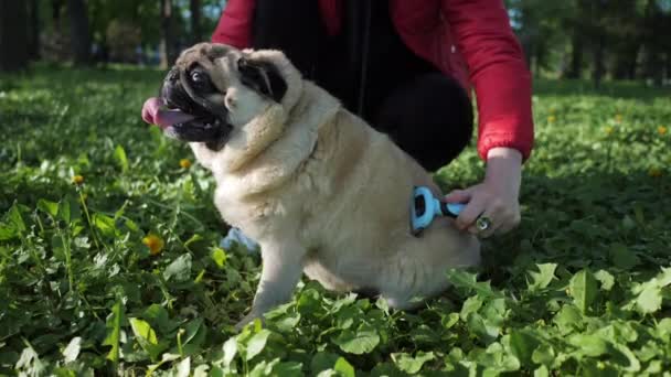 Pentear um cão pug pêlo e cabelo no parque, higiene e preparação — Vídeo de Stock