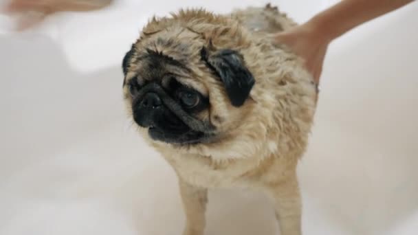 Gadis mencuci pug lucu di bawah mandi, close-up — Stok Video