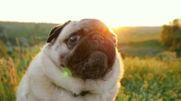 Portrait of a calm and beautiful pug at sunset, the dog looks at the camera in nature. — Stock Video