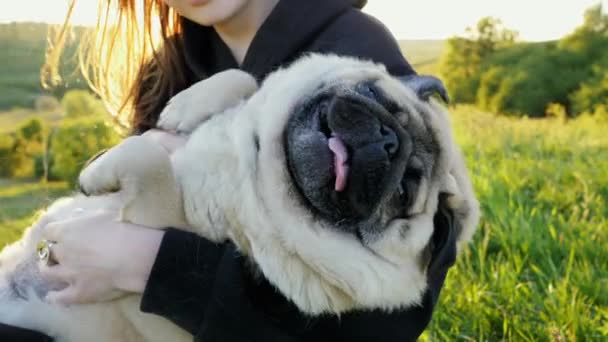 Divertido perro gato gordo cansado relajarse en las manos del propietario, abrazos de mujer y mascota rasca y gana — Vídeos de Stock