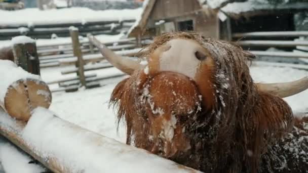Забавная шотландская нагорная корова в загоне для скота просит еду высовывая язык, снегопад и зиму в горах — стоковое видео