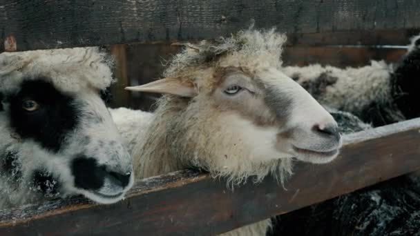 Три смішні баранячі огорожі дивляться на паркан в камеру, вівці жують і просять про їжу, худоби ферми — стокове відео
