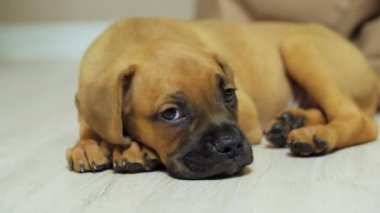 Küçük Alman boksör köpek yavrusu yerde yatıyor, başını kaldırıyor ve esniyor.