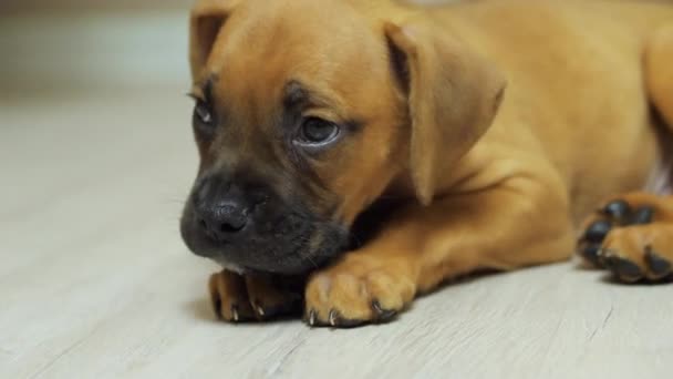 Ein Monat alter deutscher Boxerwelpe schläft auf dem Boden ein, müder Hund — Stockvideo