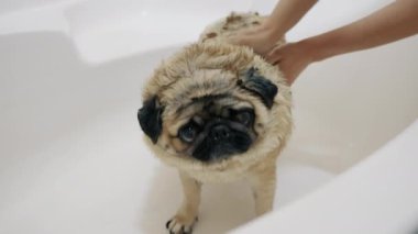 Duşun altında komik bir köpük yıkar, kadın yünü sabunla yıkar.