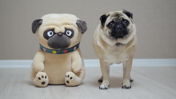Friendly pug standing with a toy dog friend and looks surprised into the camera — стоковое видео