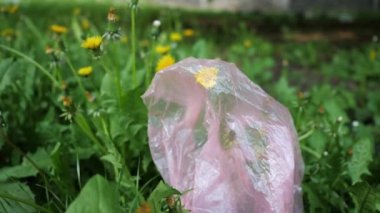 Plastik kirliliği kavramı. Parktaki çimlerde bir çiçeğin üzerindeki paket.