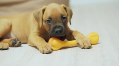 Komik köpek yavrusu Alman boksörü oyuncak kemikle oynar, çiğner