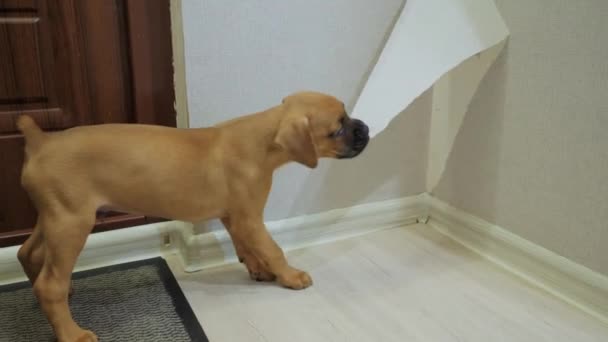 Naughty boxer puppy scheurde uit een stuk van behang, hond slecht gedrag thuis — Stockvideo