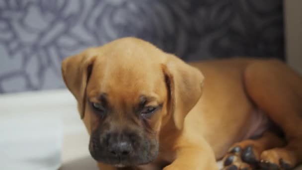 Cansado e engraçado cachorro boxer alemão adormece, cão cansado — Vídeo de Stock