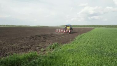 Tohum eken bir traktör tarlada gezer, dişi domuz, yeşil buğday