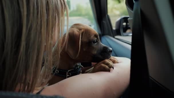 Schattige puppy van Duitse bokser hond zittend in de auto en kijkt naar het raam op een reis — Stockvideo