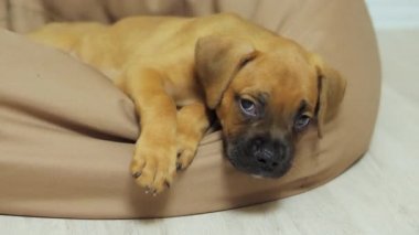 Alman boksör köpeği koltukta uyur, yorgun köpek.