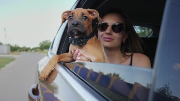Γερμανός μποξέρ κουτάβι βόλτες στο αυτοκίνητο και κοιτάζει έξω από το παράθυρο, το σκυλί ταξίδια — Αρχείο Βίντεο