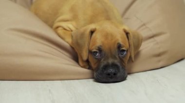 Alman boksör köpeği koltukta uyur, yorgun köpek.