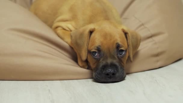 Alemão puppy boxer dormir na cadeira saco, cão cansado — Vídeo de Stock