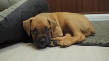 Yorgun Alman boksör köpeği uyuyor, yorgun köpek. 