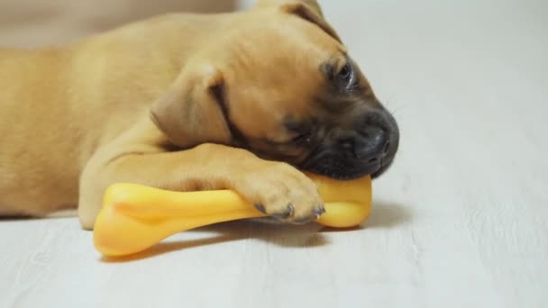 可爱的德国小狗狗拳击手玩玩具骨头，咀嚼 — 图库视频影像