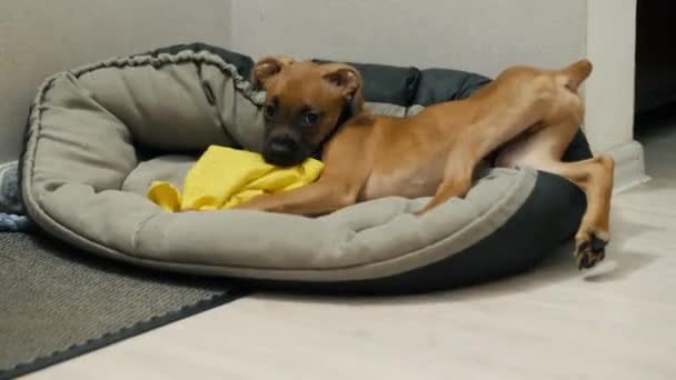 Filhote de cachorro boxer impertinente roubou um pano e rói-lo engraçado, cão mau comportamento — Vídeo de Stock