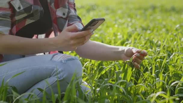Agricultora verifica e explora um jovem verde plantas de trigo, fotografias agrônomo folhas no celular — Vídeo de Stock