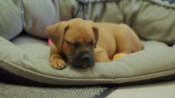 Niemiecki bokser szczeniak leży na łóżku psa — Wideo stockowe