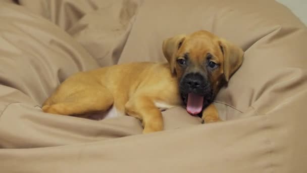 Alemão puppy boxer dormir na cadeira saco, cão cansado — Vídeo de Stock